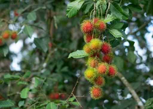ilustrasi pohon rambutan (freepik.com/istocker